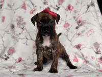 Opossum , a female American Pit Bull Terrier and Cane Corso for sale in Davenport, FL – 5 of 10