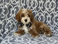 Bobby, a male Cockapoo and Poodle - Toy  for sale in Davenport, FL – 4 of 8