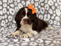 Jess, a female Cocker Spaniel for sale in Davenport, FL – 9 of 10