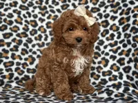 Georgia , a female Cavapoo and Poodle - Miniature  for sale in Davenport, FL – 7 of 10