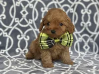 Tony, a male Cavapoo and Poodle - Miniature  for sale in Davenport, FL – Photo 3 of 6