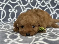 Tony, a male Cavapoo and Poodle - Miniature  for sale in Davenport, FL – Photo 2 of 6