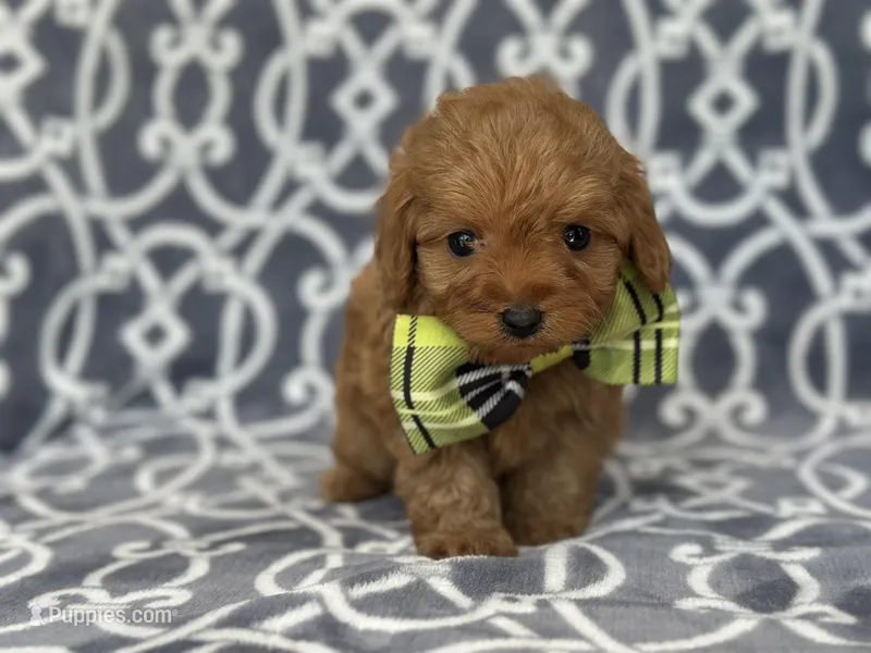 Tony – Cavapoo, Poodle - Miniature  puppy for sale in Davenport, FL