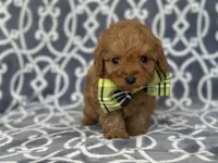 Tony, a male Cavapoo and Poodle - Miniature  for sale in Davenport, FL – Photo 1 of 6