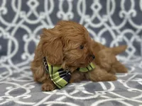 Tony, a male Cavapoo and Poodle - Miniature  for sale in Davenport, FL – Photo 5 of 6