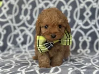 Tony, a male Cavapoo and Poodle - Miniature  for sale in Davenport, FL – Photo 6 of 6