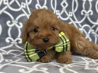 Tony, a male Cavapoo and Poodle - Miniature  for sale in Davenport, FL – Photo 4 of 6