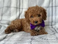 Brice, a male Cockapoo and Poodle - Toy  for sale in Davenport, FL – 3 of 10