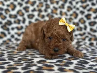 Polly, a female Cavapoo and Poodle - Miniature  for sale in Davenport, FL – Photo 6 of 8