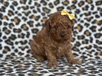 Polly, a female Cavapoo and Poodle - Miniature  for sale in Davenport, FL – Photo 4 of 8