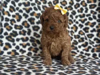 Polly, a female Cavapoo and Poodle - Miniature  for sale in Davenport, FL – Photo 7 of 8