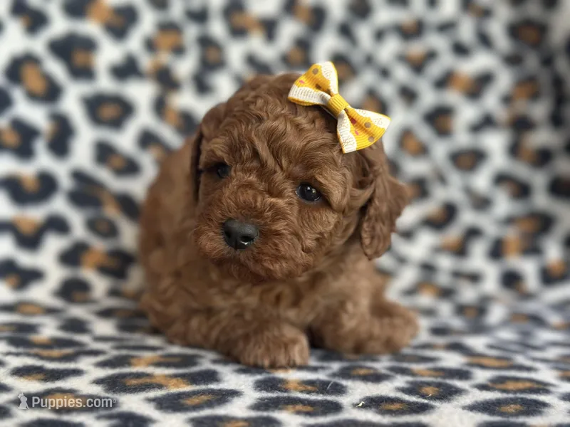 Polly – Cavapoo, Poodle - Miniature  puppy for sale in Davenport, FL
