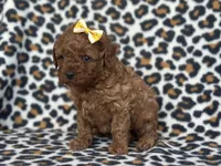 Polly, a female Cavapoo and Poodle - Miniature  for sale in Davenport, FL – Photo 3 of 8