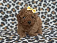 Polly, a female Cavapoo and Poodle - Miniature  for sale in Davenport, FL – Photo 2 of 8