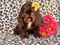 Sage, a female Cocker Spaniel for sale in Davenport, FL – 4 of 10