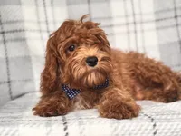 Wyatt, a male Cavapoo and Poodle - Toy  for sale in Davenport, FL – 3 of 9