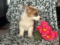 Moon, a female Pembroke Welsh Corgi for sale in Davenport, FL – Photo 5 of 5