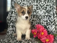 Moon, a female Pembroke Welsh Corgi for sale in Davenport, FL – Photo 2 of 5