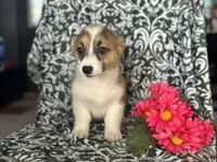 Moon, a female Pembroke Welsh Corgi for sale in Davenport, FL – Photo 4 of 5