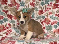 Rue, a female Pembroke Welsh Corgi for sale in Davenport, FL – 6 of 9