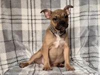 Scout-price reduced , a male French Bulldog and American Pit Bull Terrier for sale in Davenport, FL – 5 of 10