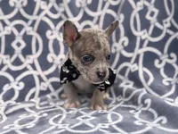 Buster, a male French Bulldog and American Pit Bull Terrier for sale in Davenport, FL – 2 of 10
