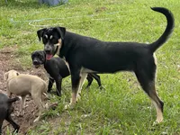 Ruca, a female Siberian Husky and Cane Corso for sale in Davenport, FL – 8 of 8
