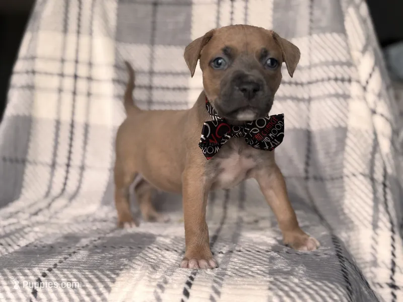 Buck – American Pit Bull Terrier, Cane Corso puppy for sale in Davenport, FL