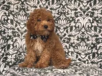 Romeo-price reduced , a male Cavapoo and Poodle - Toy  for sale in Davenport, FL – 3 of 10