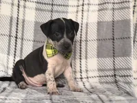 Radio , a male American Pit Bull Terrier and Cane Corso for sale in Davenport, FL – 10 of 10