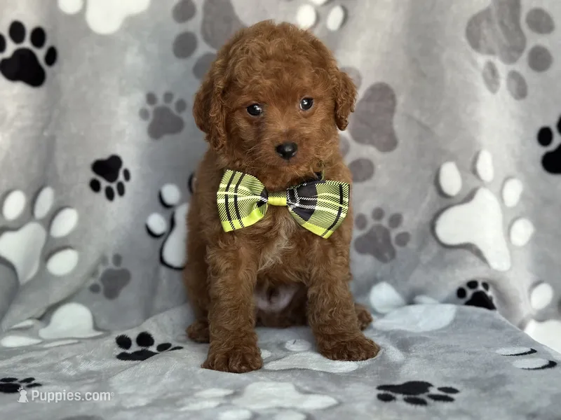 Jameson – Cavapoo, Poodle - Miniature  puppy on hold in Davenport, FL