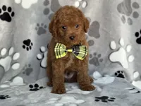 Jameson, a male Cavapoo and Poodle - Miniature  for sale in Davenport, FL – 1 of 7