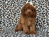  Bubbles , a female Cavapoo and Poodle - Miniature  for sale in Davenport, FL – 4 of 10