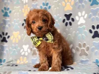 Hiccup, a male Cavapoo and Poodle - Miniature  for sale in Davenport, FL – 10 of 10
