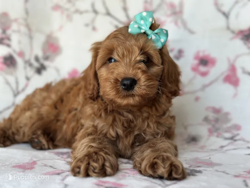 Barbie – Cockapoo, Poodle - Toy  puppy for sale in Davenport, FL