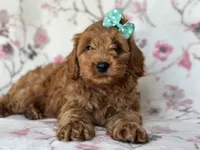 Barbie, a female Cockapoo and Poodle - Toy  for sale in Davenport, FL – 1 of 9