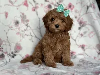 Joy, a female Cavapoo and Poodle - Miniature  for sale in Davenport, FL – 2 of 10