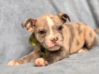 Dagger, a male French Bulldog and American Pit Bull Terrier for sale in Davenport, FL – 2 of 10