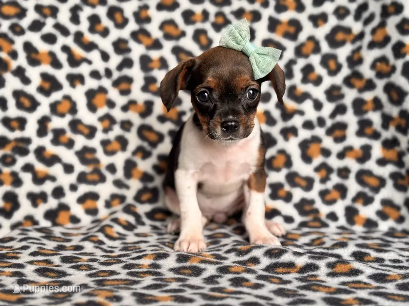 Beauty – French Bulldog, Cockapoo puppy for sale in Davenport, FL