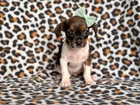 Beauty, a female French Bulldog and Cockapoo for sale in Davenport, FL – 1 of 10