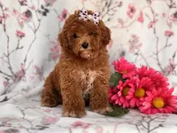 Rosie, a female Poodle - Miniature  for sale in Davenport, FL – 7 of 10