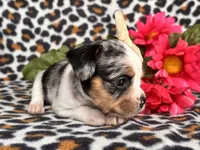 Quinn cookie, a female French Bulldog and Cockapoo for sale in Davenport, FL – 8 of 10