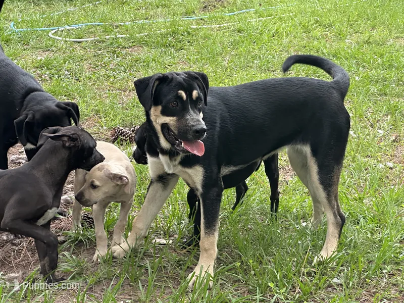 Ruca – Siberian Husky, Cane Corso puppy for sale in Davenport, FL