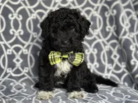 Socks , a male Poodle - Miniature  and Havapoo for sale in Davenport, FL – 6 of 10