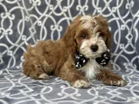 Bobby, a male Cockapoo and Poodle - Toy  for sale in Davenport, FL – 5 of 8