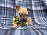 Scout, a male French Bulldog and American Pit Bull Terrier for sale in Davenport, FL – 6 of 10
