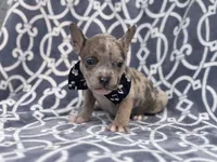 Buster, a male French Bulldog and American Pit Bull Terrier for sale in Davenport, FL – 6 of 10