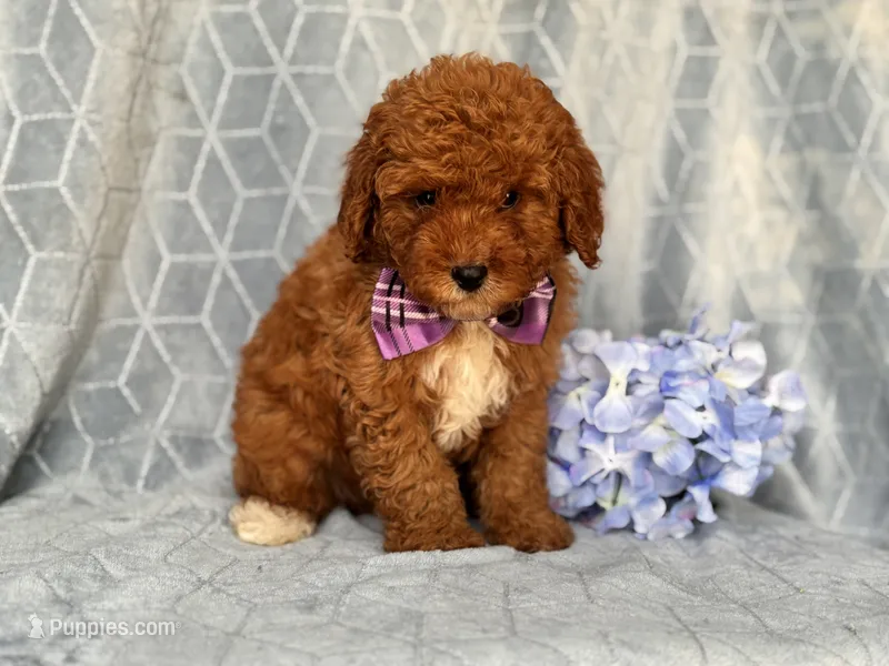 James – Cavapoo, Poodle - Toy  puppy for sale in Davenport, FL