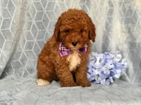 James, a male Cavapoo and Poodle - Toy  for sale in Davenport, FL – 1 of 10