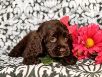 Jewel, a female Cocker Spaniel for sale in Davenport, FL – 2 of 10